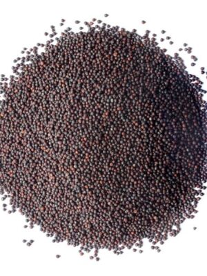 Broccoli Seeds for Sprouting Broccoli Seeds for Sprouting