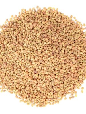 Clover Seeds for Sprouting Clover Seeds for Sprouting