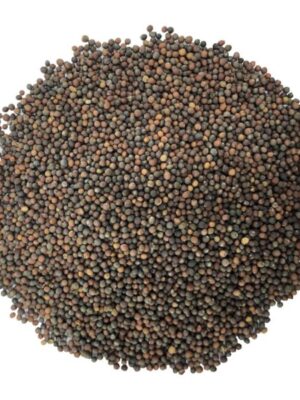 Kale Seeds for Sprouting Kale Seeds for Sprouting