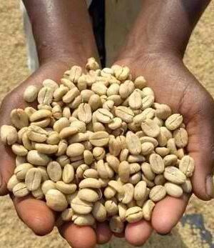 LEKEMOTI NATURAL COFFEE Lekemoti Natural Coffee