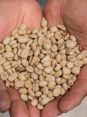 SIDAMO SUN DRIED AND WASHED COFFEE Sidamo Sun-Dried and Washed Coffee