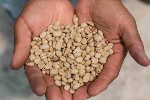 Sidamo Sun-Dried and Washed Coffee