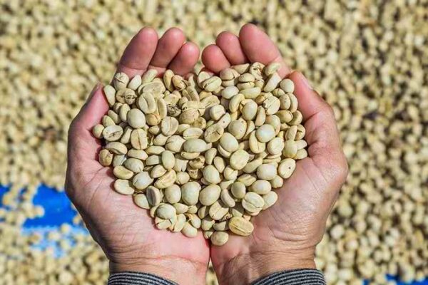 YIRGACHEFFE WASHED COFFEE Yirgacheffe Washed Coffee